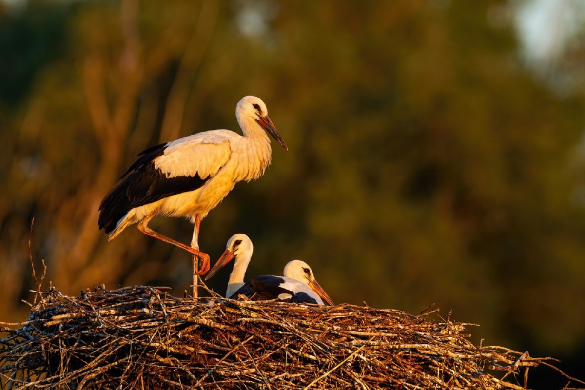 Hvid stork med unger