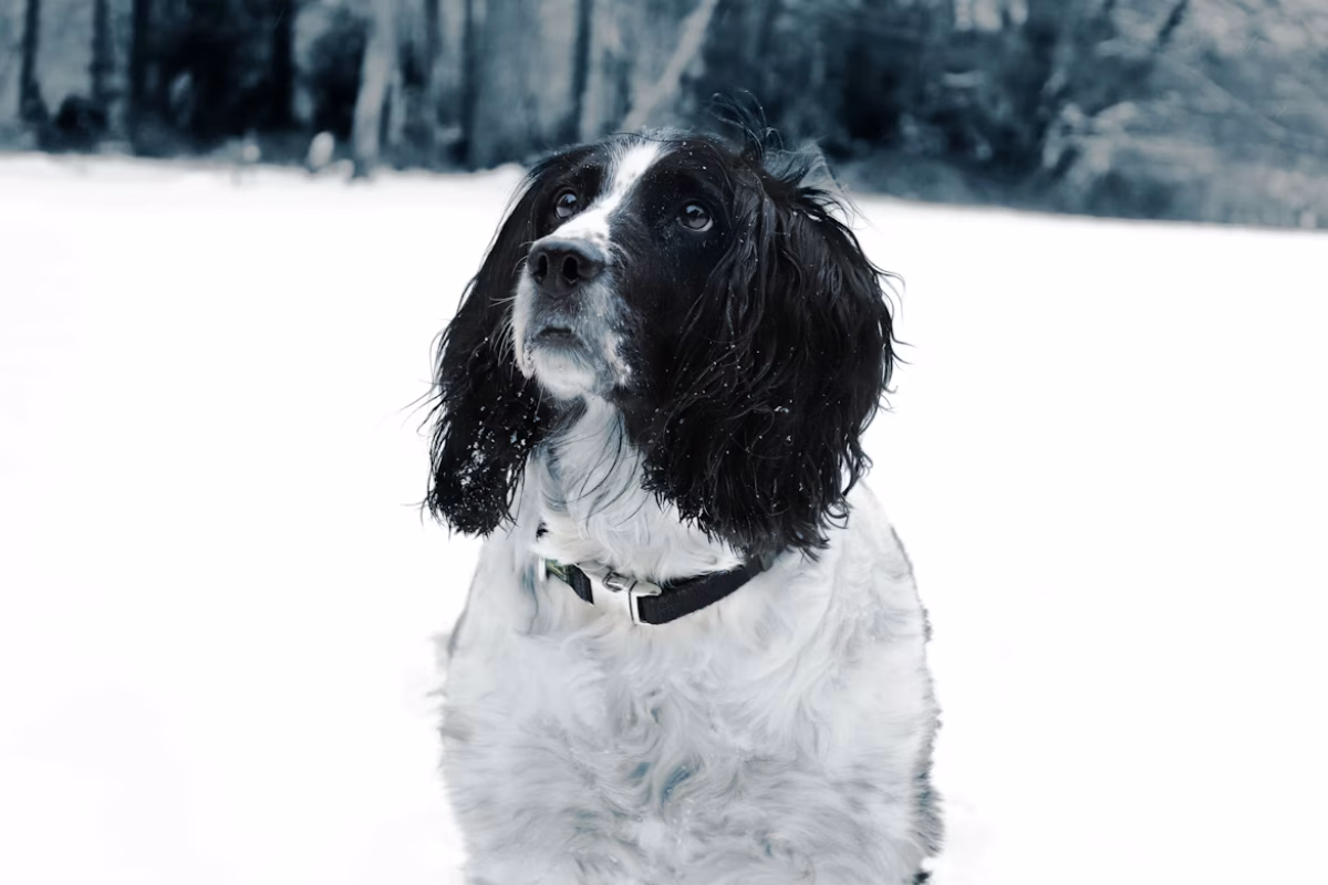 Billede af Dan/Unsplash