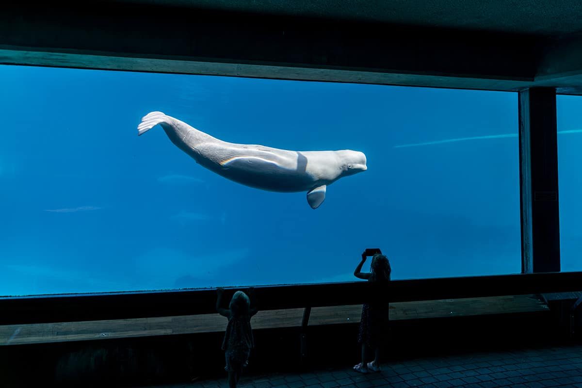 Hvidhval i det nu lukkede Marineland Ontario i Canada Foto: World Animal Protection.