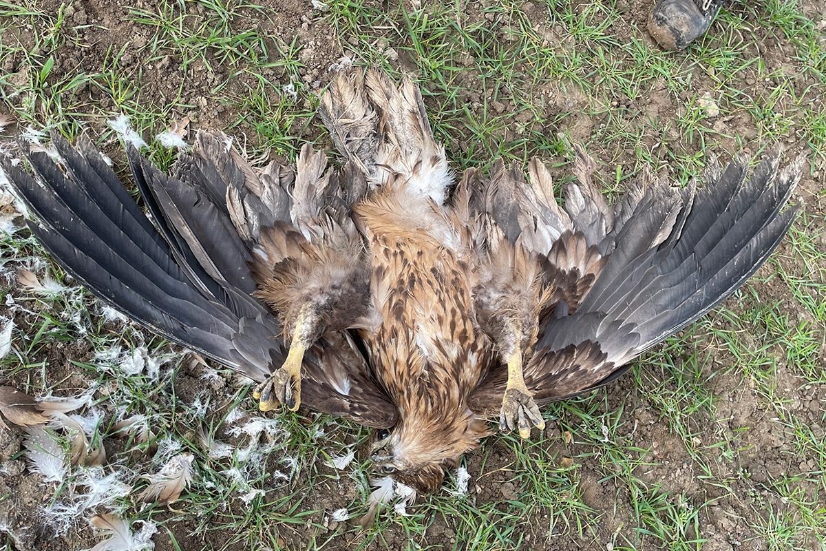 Død havørn