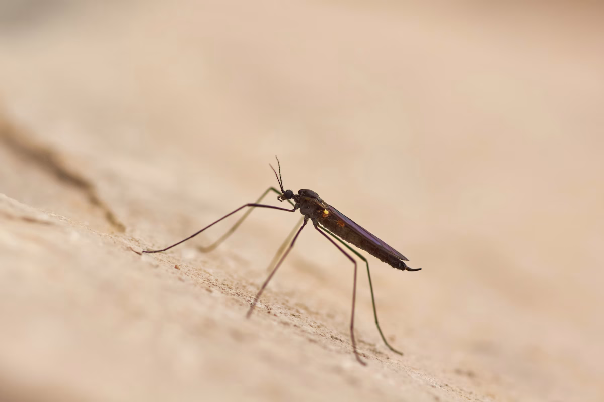 Billede af Wolfgang Hasselmann (Unsplash.com)