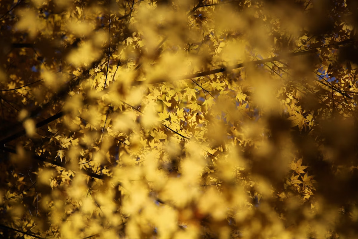 hiroshi minegishi/Unsplash