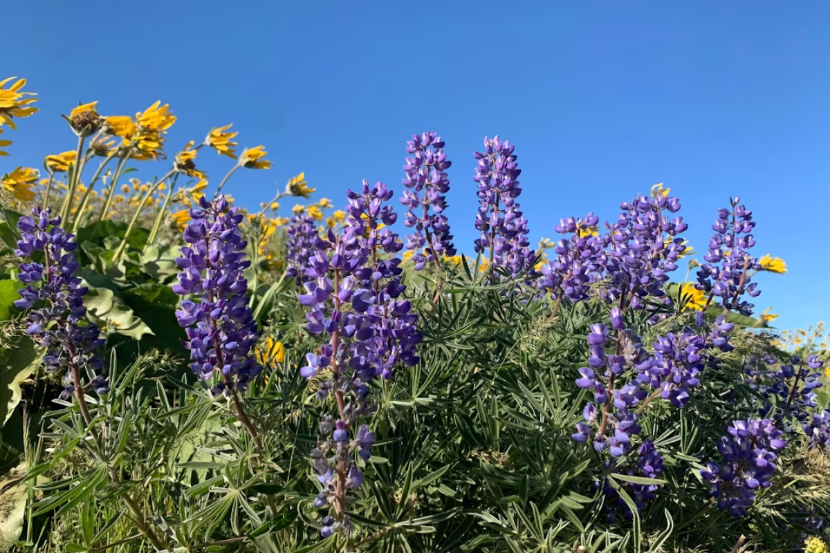 Laura Matthews/Unsplash