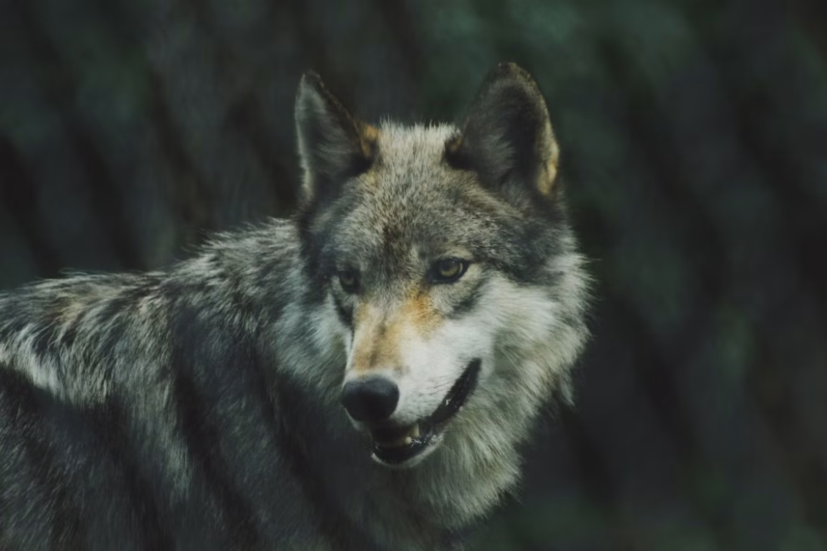 Billede taget af Michael LaRosa/Unsplash