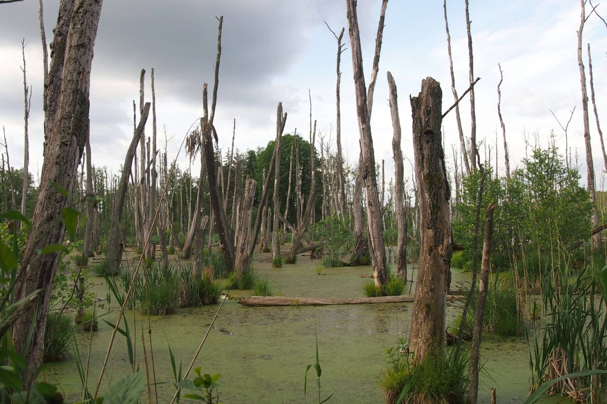 Døde træer i mose