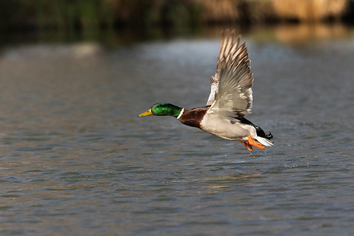 Gråand flyver over vand