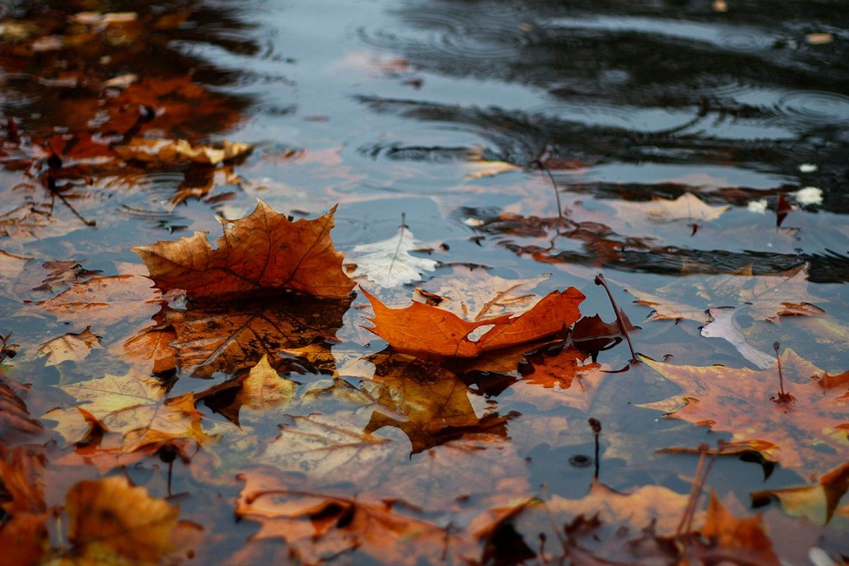 Regn om efteråret