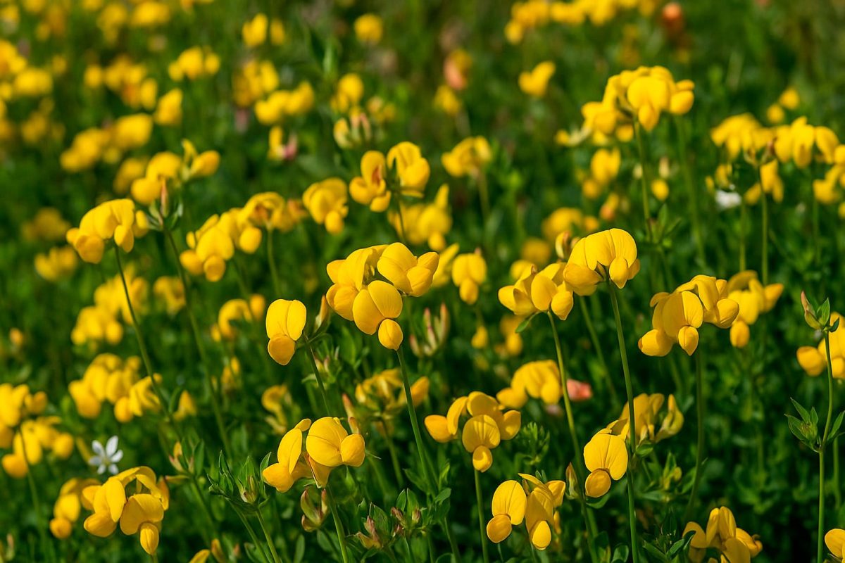 Japansk kællingetand