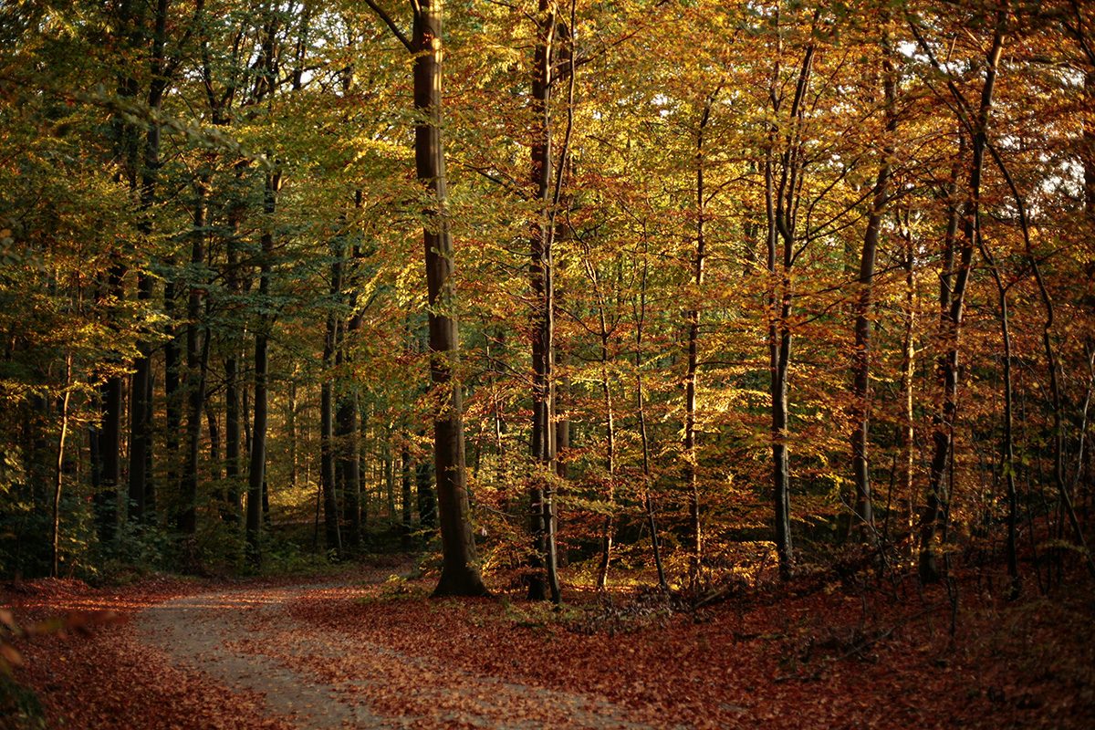Skov i Vejle