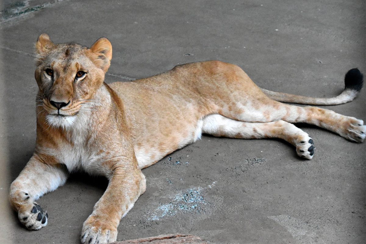 Løvinde i Tama Zoo, Tokyo