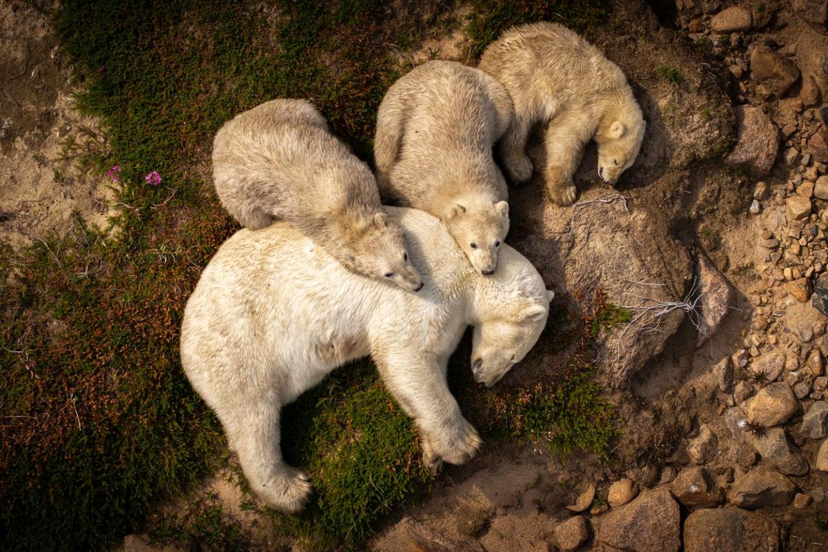 © Christopher Paetkau, Wildlife Photographer of the Year